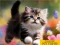 Xogo Puzzle Sliding Kittens en liña