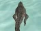 Xogo Crocodile Simulator Beach Hunt en liña