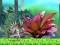 Xogo King Julien: Schnapp' die Krone en liña