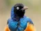 Xogo Animal Puzzle: Wildlife & Logic en liña