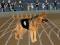 Xogo Crazy Dog Racing Fever en liña