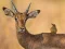 Xogo Wild Deer Jigsaw en liña