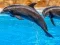Xogo Sea Dolphin Jigsaw en liña
