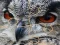 Xogo Wild owl Jigsaw en liña