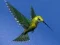 Xogo Hummingbird House Escape en liña