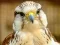 Xogo Gyrfalcon Jigsaw en liña