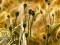 Xogo Poppy Bud Jigsaw en liña