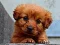 Xogo Puppy Puzzle en liña