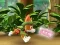 Xogo Paw Patrol: Tracker's Jungle Rescue en liña