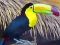 Xogo Toucan Bird Jigsaw en liña