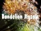 Xogo Dandelion Jigsaw en liña