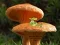 Xogo Mushroom Plant Land Escape en liña