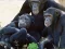 Xogo Funny Chimpanzee Jungle Escape en liña