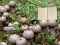 Xogo Lycoperdon Mushroom Land Escape en liña