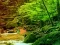Xogo Peaceful Rainbow Forest Escape en liña