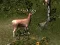 Xogo Sniper Hunting Deadly Animal en liña