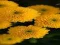 Xogo Chrysanthemums Jigsaw en liña