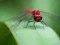 Xogo Dragon Fly Jigsaw en liña