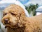 Xogo Labradoodle Jigsaw en liña