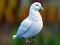 Xogo Realistic Pigeon Rescue en liña