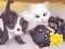 Xogo Jigsaw Puzzle: Playing Cats en liña