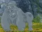 Xogo Help The Hungry Chimpanzee en liña