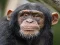 Xogo Chimpanzee Jigsaw en liña