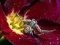 Xogo Crab Spider Jigsaw en liña