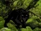 Xogo Escape from Black Panther Forest en liña