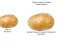 Xogo Potato Construct 2 Edition en liña