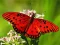 Xogo Nature Jigsaw Puzzle Butterfly en liña