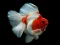 Xogo Gold Fish Jigsaw Puzzle en liña