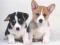 Xogo Cute Puppies Puzzle en liña