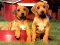 Xogo Puppy Pairs Puzzle en liña