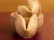 Xogo Fortune Cookies en liña