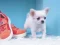 Xogo Lovely Puppy Puzzle en liña