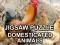 Xogo Jigsaw Puzzle Domesticated Animals en liña