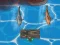 Xogo Titanic Shark Attacks en liña