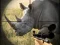 Xogo Wild Rhino Hunter en liña