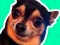 Xogo What meme dog are you ? en liña