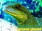 Xogo Chinese Water Dragon Jigsaw en liña