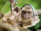 Xogo Chimpanzee Jigsaw en liña