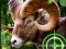Xogo Crazy Goat Hunter 2020 en liña