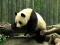 Xogo Pandas Puzzle en liña