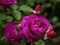 Xogo Purple Roses en liña