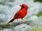 Xogo Birds Puzzle en liña