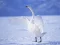 Xogo Graceful Swans en liña