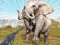 Xogo Zoo Anomaly Simulation en liña