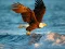 Xogo Animals Jigsaw Puzzle Eagle en liña
