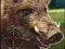 Xogo Boar Hunting Jigsaw en liña